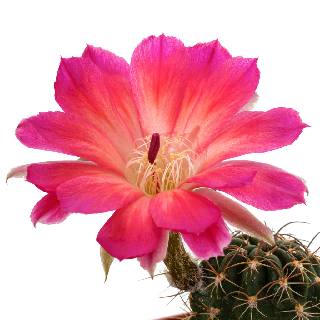 Kaktusblüte